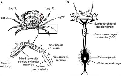 Towards the humane slaughter of decapod crustaceans: identifying the most effective indicators of insensibility following electrical stunning